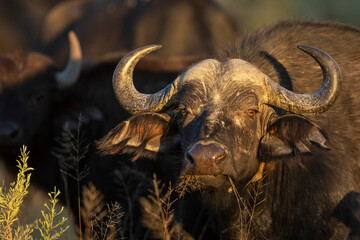 Close up on a buffalo's face in Moremi Okavango Delta in Botswana