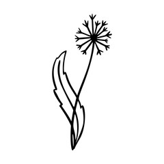 Dangelion outline hand drawn logo element. Herbs doodle botanical icon dangelion for logo.