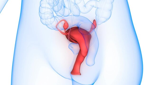 Female Reproductive System Anatomy Animation Concept