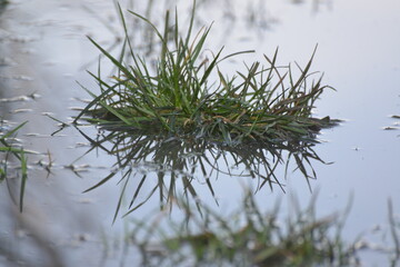 Tuft of grass growing out of water