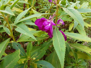 Obraz premium The flowers bear double petals and come in an array of colors but are partially hidden by large attractive leaves with pronounced veins. Balsams come in white, red, orange, yellow, violet, and pink. 