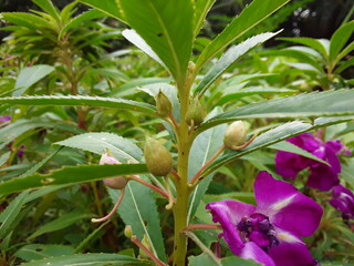 The flowers bear double petals and come in an array of colors but are partially hidden by large attractive leaves with pronounced veins. Balsams come in white, red, orange, yellow, violet, and pink. 