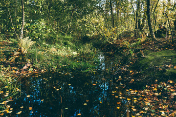autumn leaves on the water