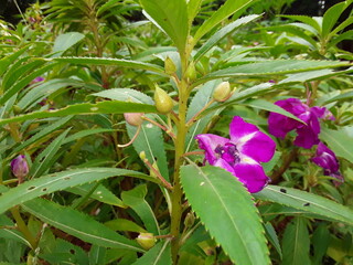 The flowers bear double petals and come in an array of colors but are partially hidden by large attractive leaves with pronounced veins. Balsams come in white, red, orange, yellow, violet, and pink. 
