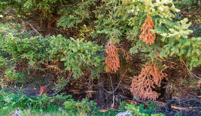 Lungo il sentiero 109 AG da Poggio San Romualdo a Castelletta