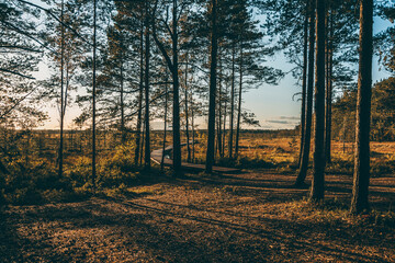 Obraz premium sunset in the forest