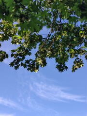 green foliage of a tree against a blue sky