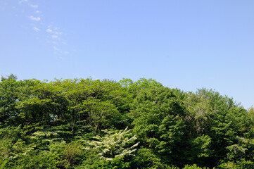Fototapeta na wymiar 青空と森とヤマボウシの花