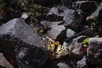 Obraz premium butterfly on stones. macro. insect