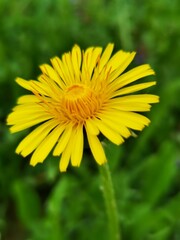 yellow dandelion