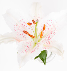 Beautiful white lily with purple dots on a white background close-up, a symbol of purity and tenderness