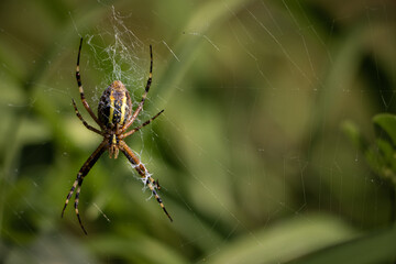 spider on a green background. big spider