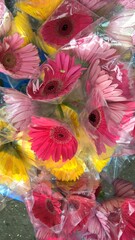 scenic view of bunch of colorful gerbera Daisy flower