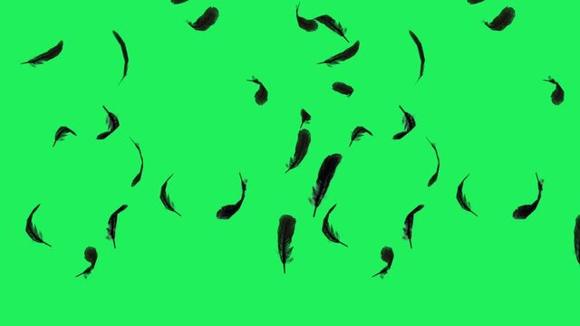 Realistic black feather floating on green background.