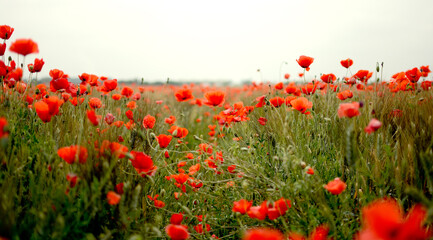 Obraz premium field of poppies