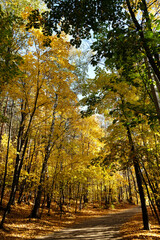 Obraz premium Sunlight in autumn forest. Sunny warm day