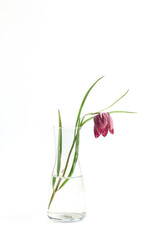 beautiful spring burgundy flower in a glass vase on a white background. simple minimalistic composition