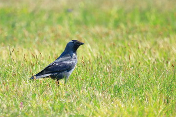 Fototapeta premium Eurasian jackdaw (Corvus monedula) on meadow