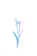one spruce flower on a white background, painted in a gradient color from pink to blue. flat lay, top view