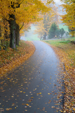 Winding road in the country on a misty morning in rural northeast America lined with trees showing  yellow leaves during fall