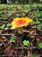 mushroom in the forest
