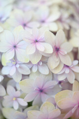 薄紫色のアジサイの花