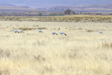Blue cranes in the grassland
