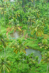 Kerala nature landscape natural pond with coconut trees or palm trees . Lush green rural village in Kerala India. Greenery Arial view or top view.