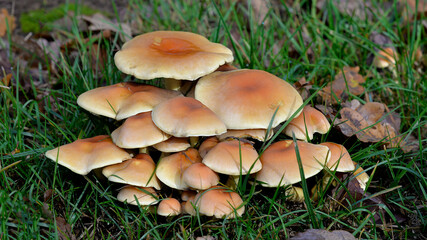 mushrooms growing on the trunk of a cut tree and in its vicinity in the forest adjacent to the town of Hajnówka in Podlasie, Poland