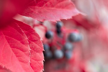 red autumn leaves of wild grape