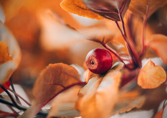 close up of a red berry with orange leaves