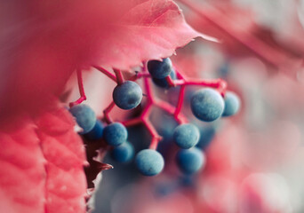closeup of a autumn berries of wild grape