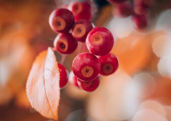 red berries on orange autumn tree