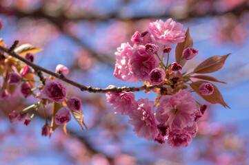 Prunus serrulata Japanese cherry tree double flower cultivation called sakura or taihaku in bloom, flowering oriental cherry