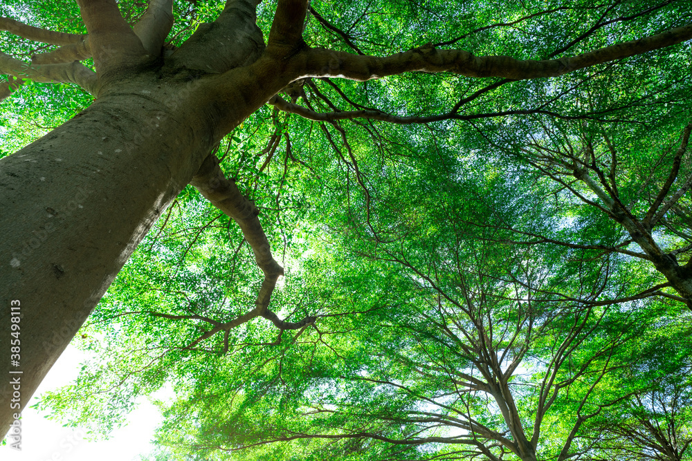 Wall mural selective focus on tree. bottom view of tree trunk to green leaves of big tree in tropical forest wi