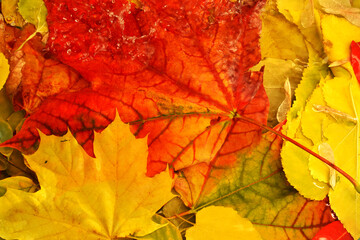 Naklejka na ściany i meble Red and yellow autumn maple leaves float in the water, space for text content