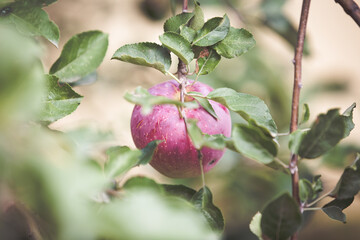 Ripe red apple on branch. Autumn fruit