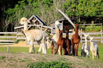 Herd of Alpacas on Farm