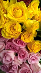 Closeup view of bunch of whitish pink and yellow color rose flowers