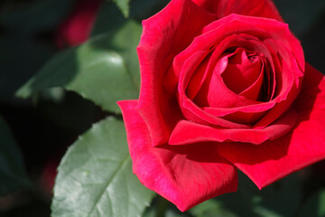 赤いバラの花