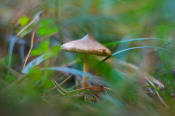 Small mushroom in the forest among the grass and fallen leaves