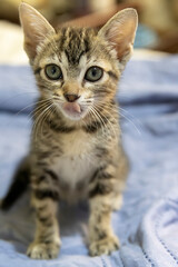 Gato filhote brincando em cima da cama