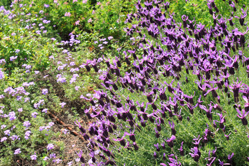 公園の花壇の紫色の花