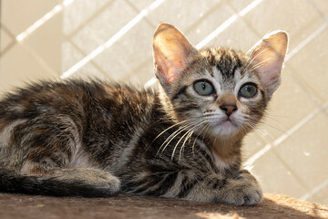 Gato filhote brincando em cima da cama