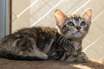 Gato filhote brincando em cima da cama