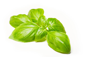 Fototapeta premium Fresh green basil leaves, detailed close-up macro isolated on the white