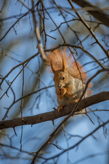 Red squirrel on a tree in a forest against a blue sky. Wild animal portrait