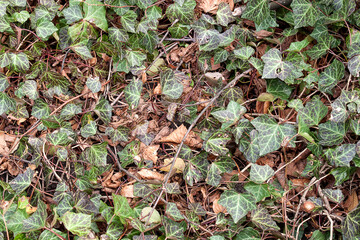 Green leaves