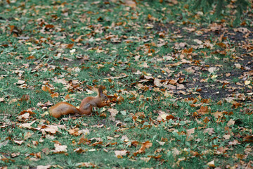 Fototapeta premium squirrel in the park playing on the ground in orange leaves