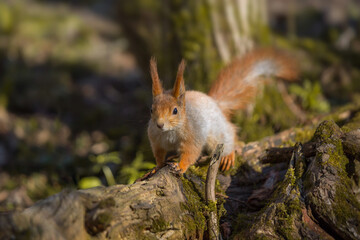 Squirrel on a tree in the forest, close-up